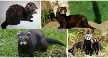 Popis a jak vypadají černé fretky, jejich druhy a životní styl v přírodě